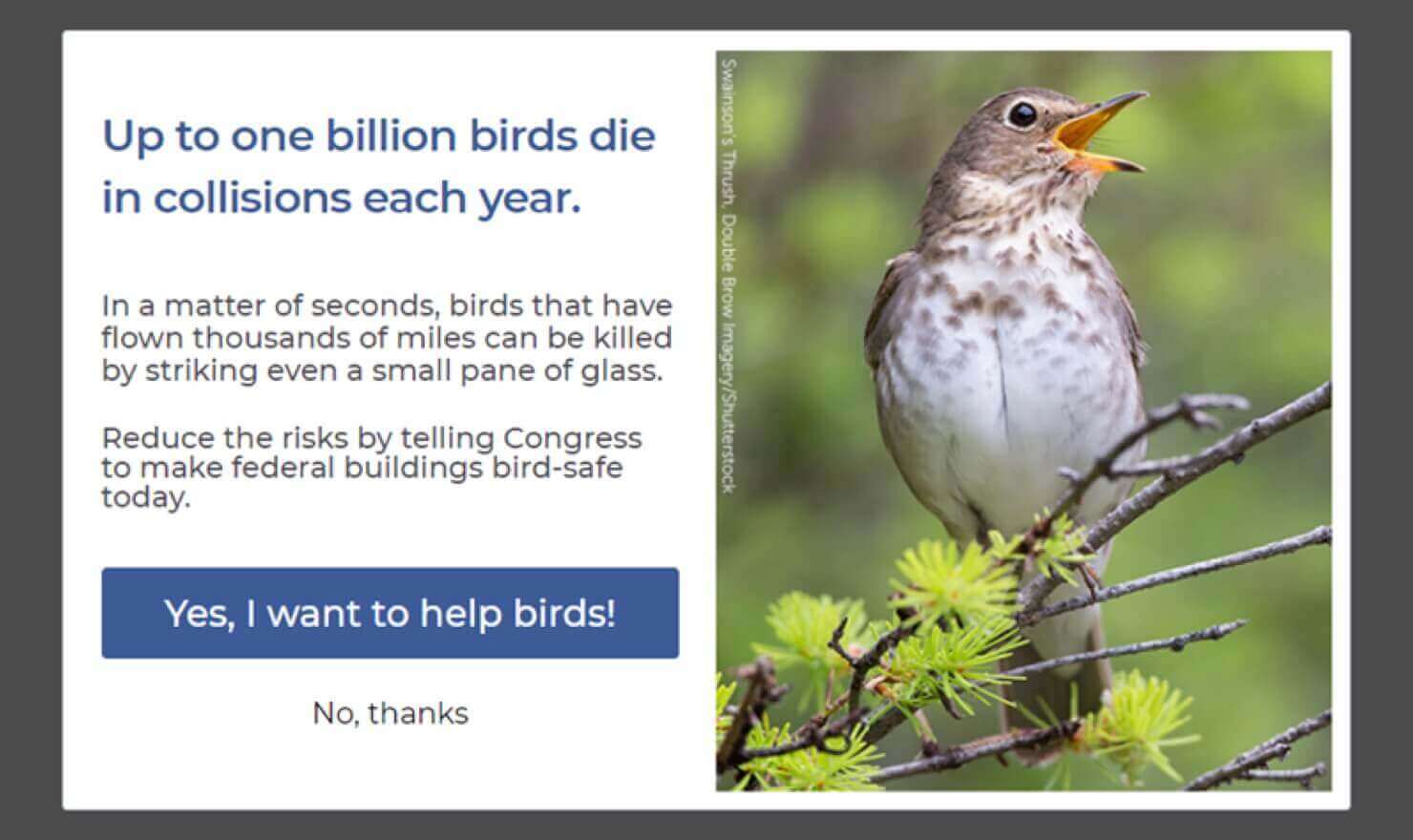 american-bird-conservancy-a-b-tested-popup - OptinMonster Popup with a large photo of a bird. Text says, "Up to one billion birds die in collisions each year. In a matter of seconds, birds that have flown thousands of miles can be killed by striking even a small pane of glass. Reduce the risks by telling Congress to make federal buildings bird-safe today." CTA button says "Yes, I want to help birds!" Linked text below says "No, thanks"